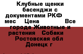 Клубные щенки басенджи с документами РКФ - 2,5 мес. › Цена ­ 20 000 - Все города Животные и растения » Собаки   . Ростовская обл.,Донецк г.